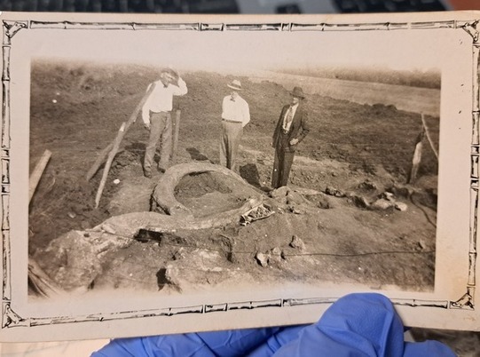 A photo of three men standing by a woolly mammoth tusk. The photo is held by someone wearing gloves