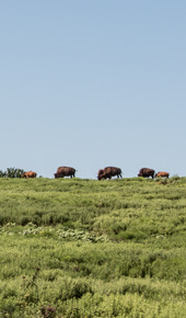 A herd of bison on the range, all walking and grazing on the crest of a hill