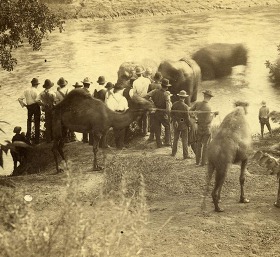 An historic photo of elephants being washed in an Oklahoma River by circus employees