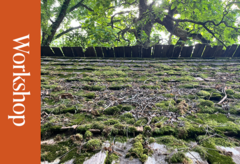 A mossy roof with a wooden shingles and a collection leaves.