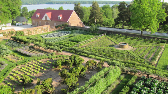 The gardens at Mount Vernon, plotted in geometric plantings and a brick building in the distance