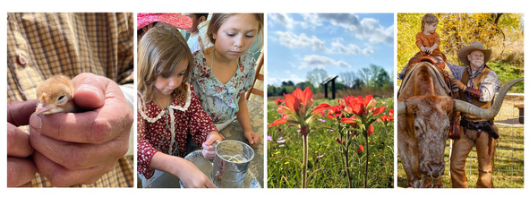 Detail of hands clasping a young chick, Two girls sifting flower, wildflowers growing along the battlefield trail, and a young rider
