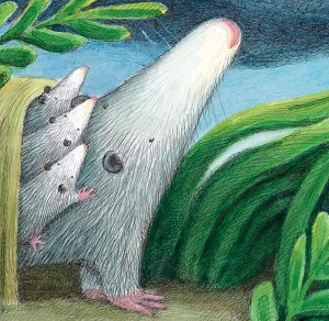 A book cover depicting an illustration of a possum with three baby possums on her back looking up at a cloudy sky and storm