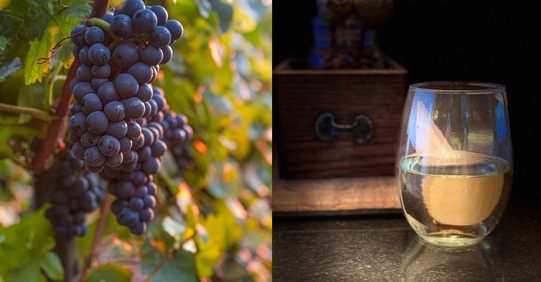 Grapes growing on the vine and a full wine glass sitting on a table