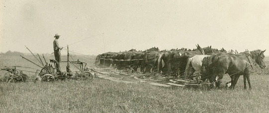 A farmer stands on a metal plow being drawn by 16 horses. Dust flies up in the wake of their path.