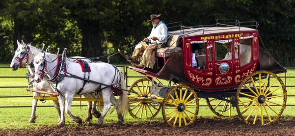 A coachman in chaps, handling the reigns of two draft horses, leads a Pawnee Bill stagecoach around a dirt arena with passengers inside.