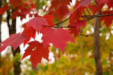 Acer rubrum 2 - Tree for All