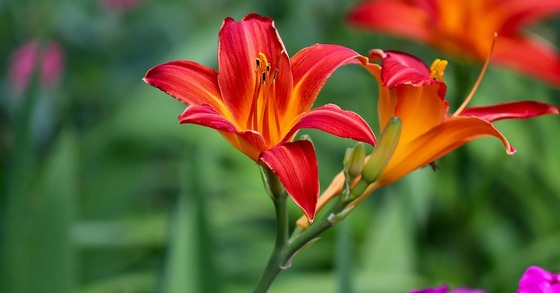 Daylily