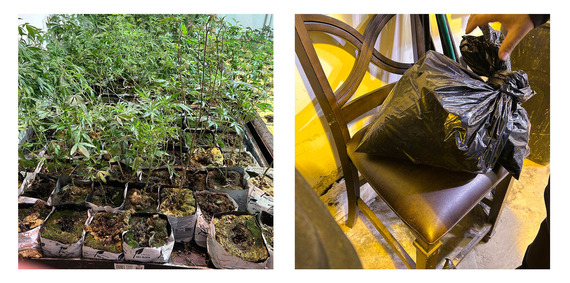 Marijuana plants and products discovered at Happy Feeling LLC