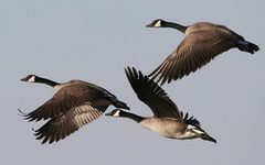 three geese in the air