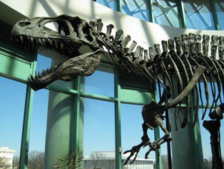 Acrocanthosaurus atokensis dinosaur fossil; photo by Jason Adams on Flickr 