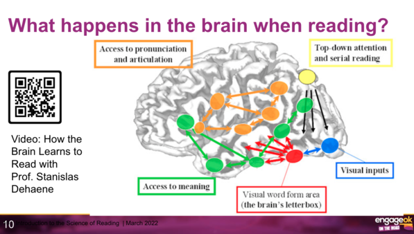 What happens to the brain when reading?