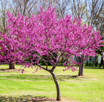 Oklahoma Redbud