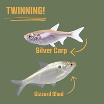 Invasive Fish Species comparison