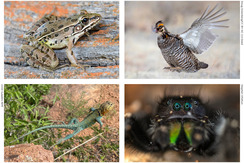 Four leaping animals