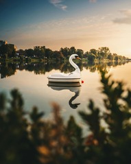 swan boat