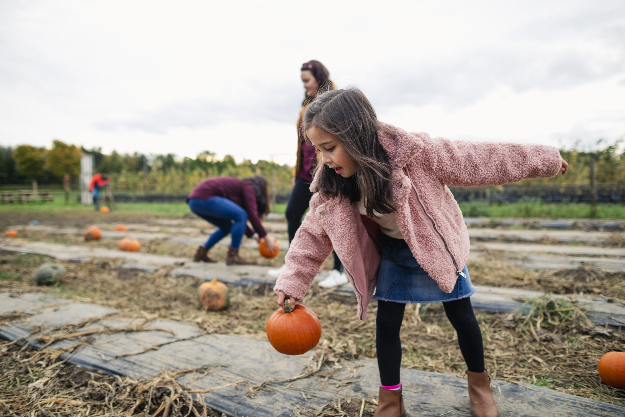 Little girl in pink jacket picks up small pumpkin at a pumpkin patch