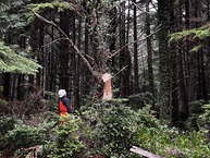 Tree to be removed at Siletz Bay