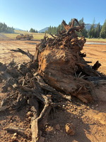Unearthed tree stump at Oakridge State Airport