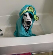 CJ Fire Dog in Bathtub