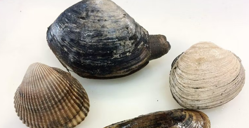 Types of Clams Photo