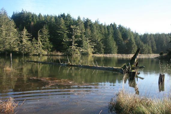 Slough Hike with Library