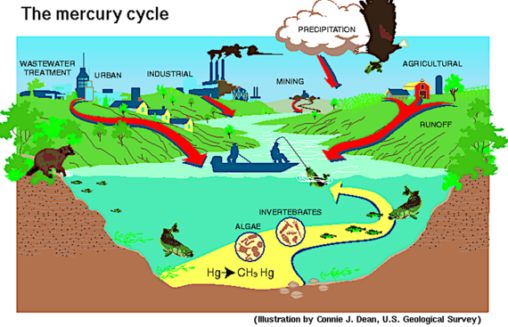 Mercury Cycle Illustration