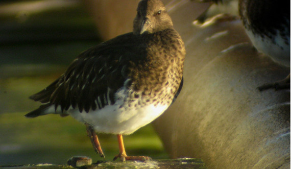 Estuary Bird photo