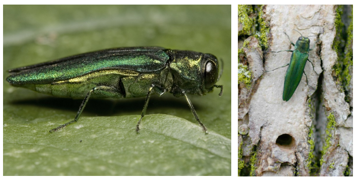 Ash Bore Beetle Photo