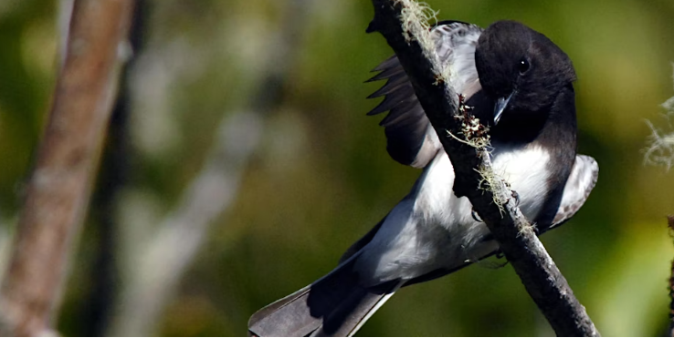 Bird on branch photo