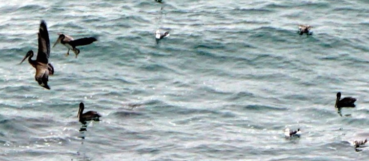 Birds in water photo