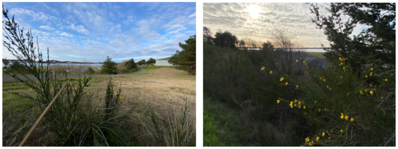 Scotch Broom Photos