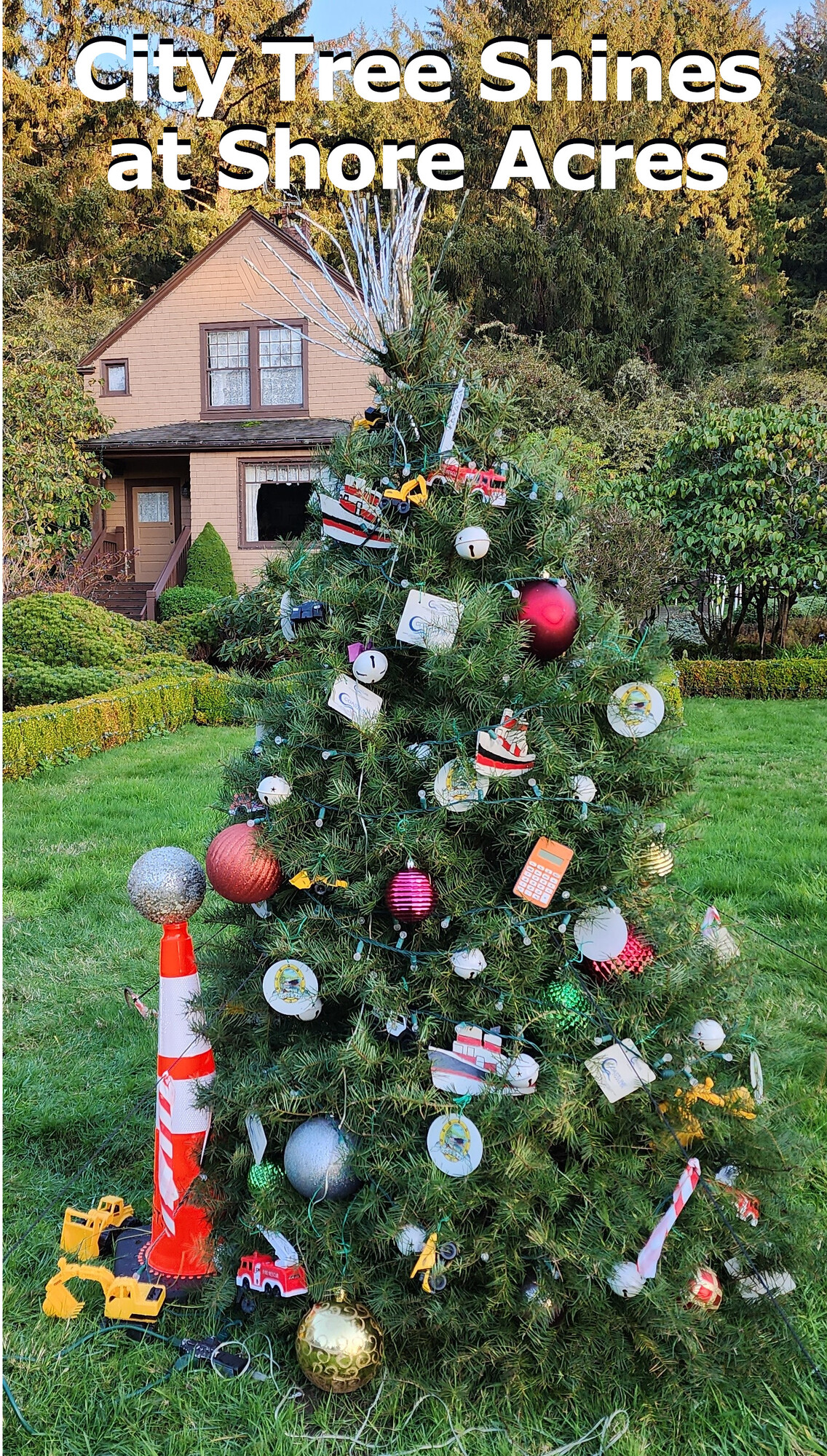 City Tree Shines Photo Heading