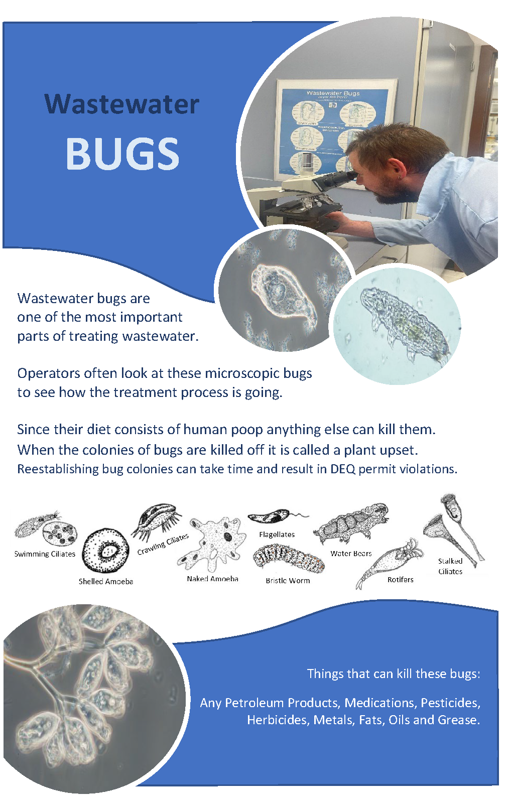 Wastewater Bugs