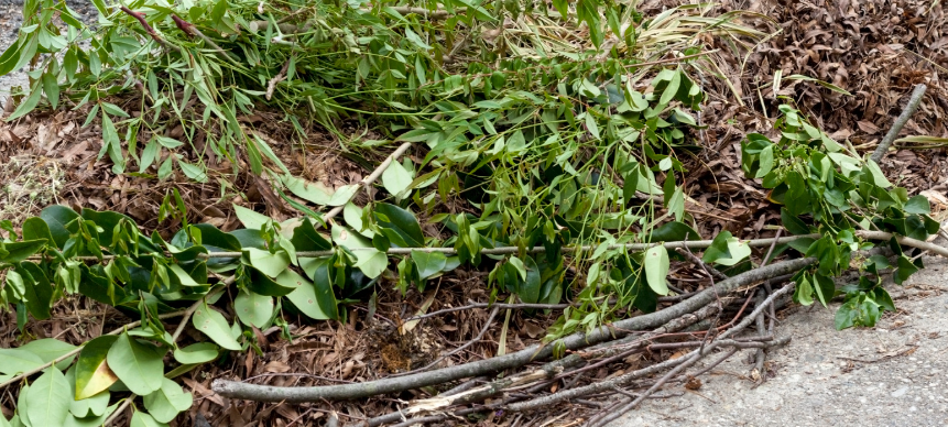 Yard waste photo