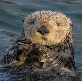 Otter pic