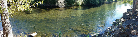 Fall chinook entering Applegate River late September 2016