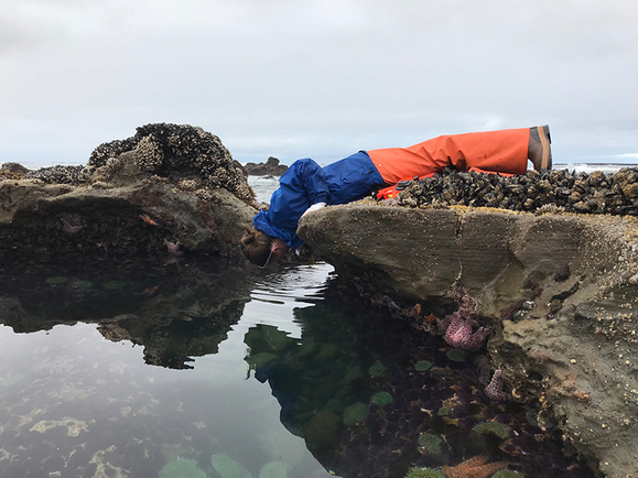 ODFW staff searching for sea stars in a tidepool