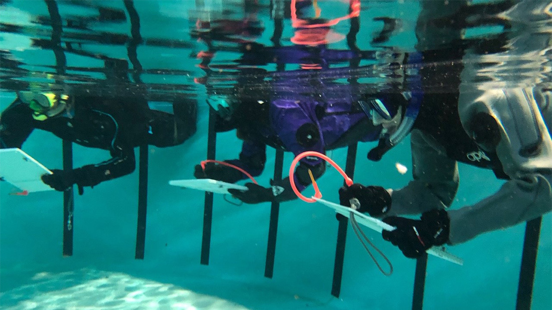 SCUBA divers training at the Oregon Coast Aquarium for marine reserve monitoring surveys