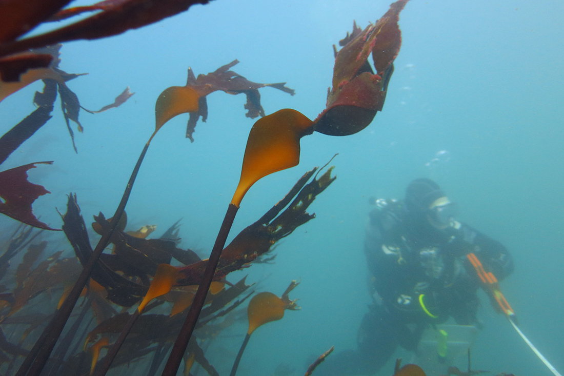 SCUBA diver conducting monitoring surveys
