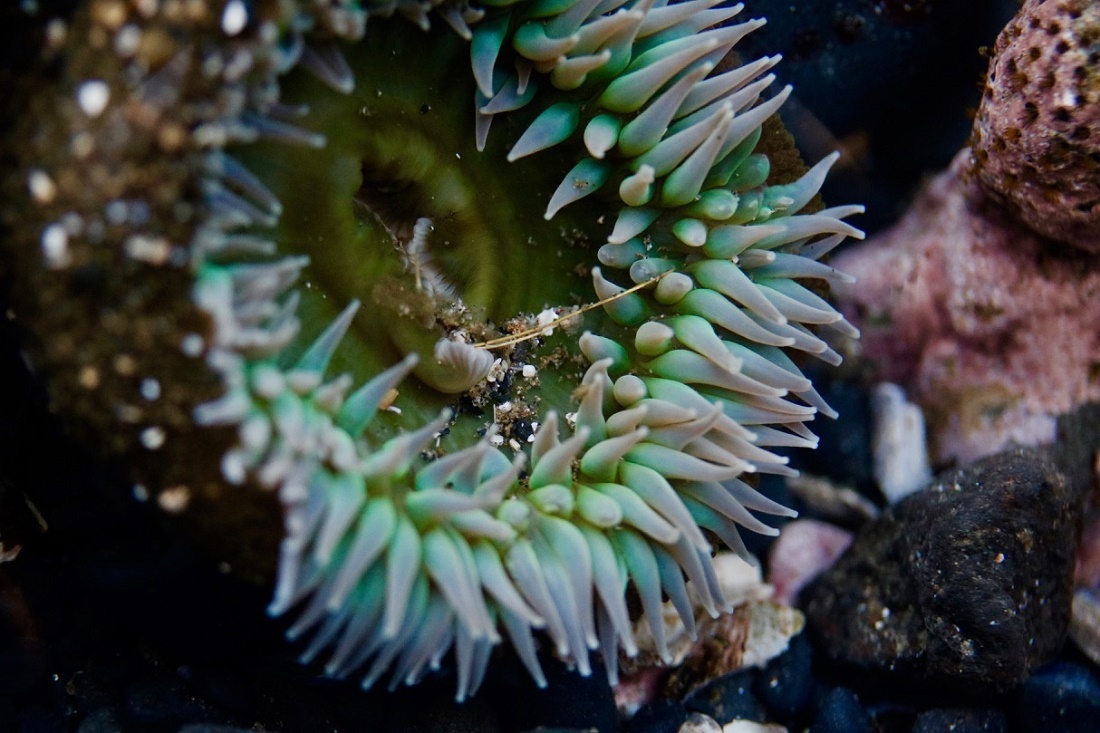 Photo of a green sea anemone