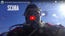 Click to view video looking at ODFW marine reserve monitoring surveys