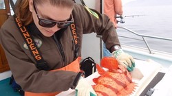 Tiger rockfish being measured during a hook-and-line survey