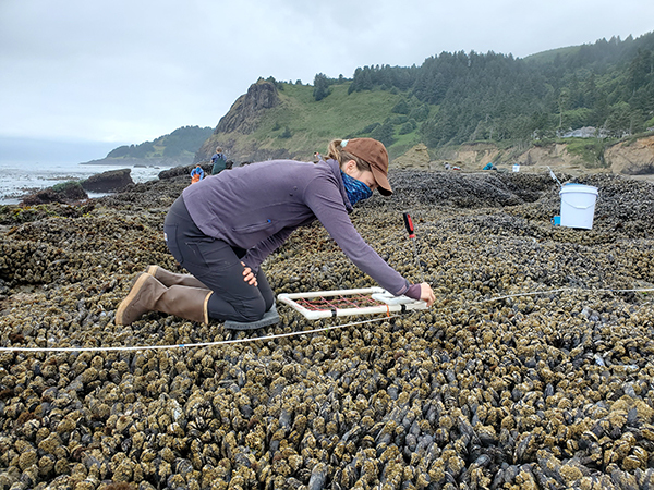 ODFW scientist surveying mussel beds in the rocky intertidal zone.