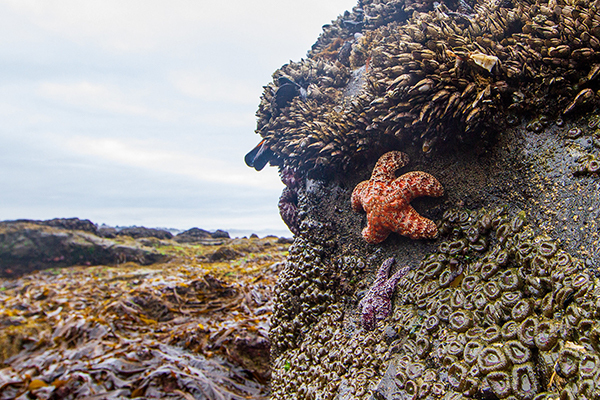 Organisms attached to rocks in the intertidal zone
