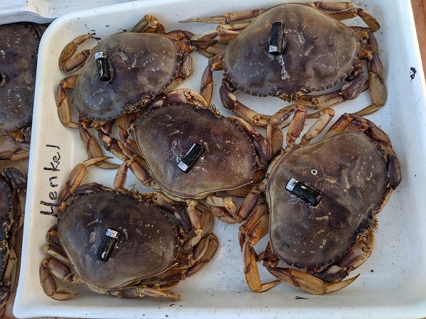 Tagged Dungeness crab