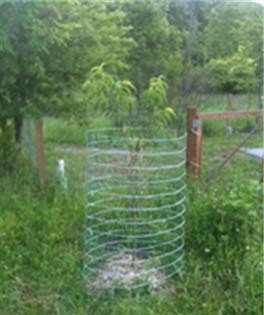 Woven wire fencing.jpg