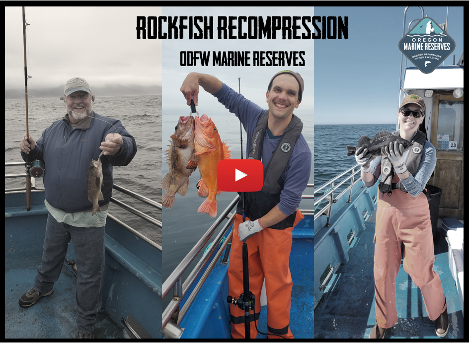 rockfish are the best fish