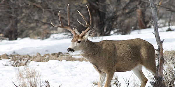 09_mule_deer_buck_m_sumpter_unit_myatt.jpg