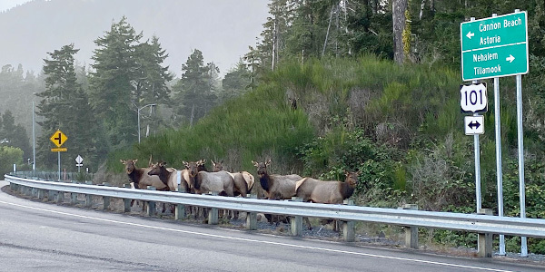 1000_manzanita_elk_herd_david_dillon_odfw.jpg